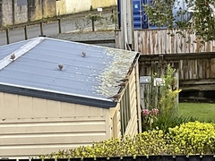 Streptopelia chinensis tigrina