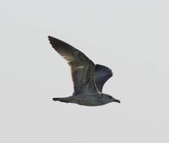Larus armenicus
