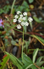 Perideridia gairdneri