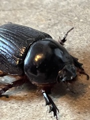 Xyloryctes jamaicensis