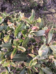 Myoporum laetum