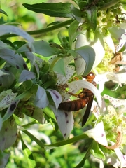 Cerceris bicornuta