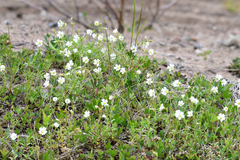Cerastium arvense