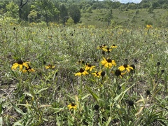 Rudbeckia missouriensis