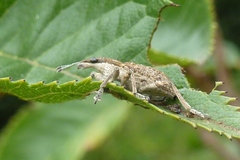 Charagmus gressorius