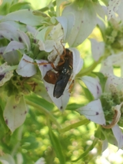 Cerceris bicornuta