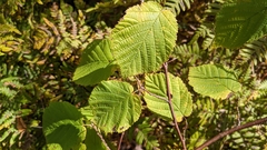 Corylus cornuta