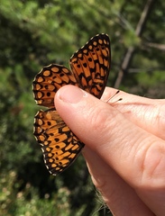 Speyeria callippe chilcotinensis