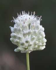 Allium guttatum