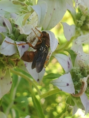 Cerceris bicornuta