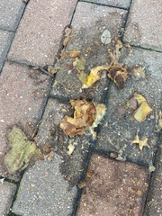 Dolichovespula maculata