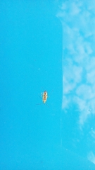 Heteroptera