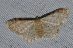 Idaea fuscovenosa