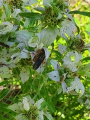 Cerceris bicornuta