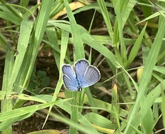 Hemiargus ceraunus