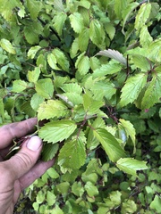 Viburnum recognitum