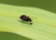 Lindneromyia