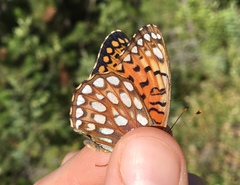 Speyeria callippe chilcotinensis