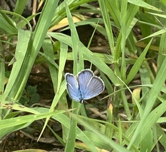 Hemiargus ceraunus