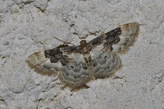 Idaea rusticata