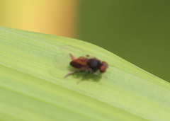 Lindneromyia
