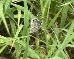 Hemiargus ceraunus