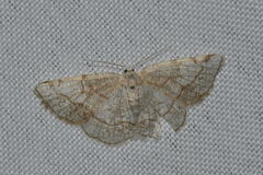 Stegania trimaculata