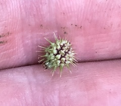 Sanicula marilandica