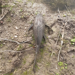 Hypostomus commersoni