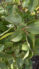 Syringa vulgaris