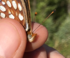 Speyeria callippe chilcotinensis