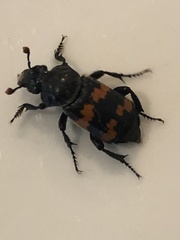 Nicrophorus marginatus