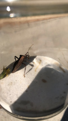 Acanthocephala terminalis