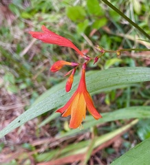 Crocosmia × crocosmiiflora