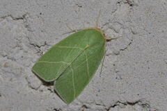 Bena bicolorana