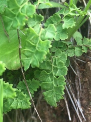 Adiantum excisum