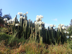 Trichocereus spachianus