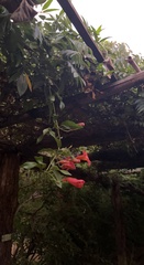Campsis