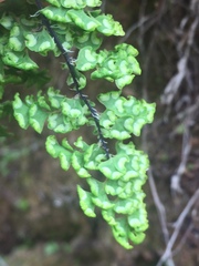 Adiantum excisum