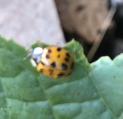 Harmonia axyridis