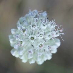 Allium guttatum