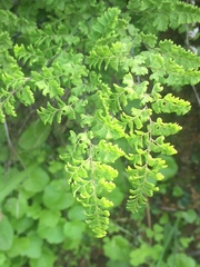 Adiantum excisum