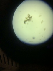 Fragilaria