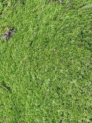 Sphagnum girgensohnii