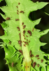 Uroleucon sonchi