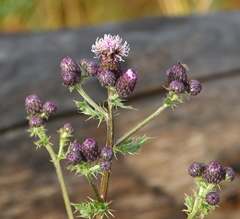 Cirsium arvense