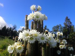 Trichocereus spachianus