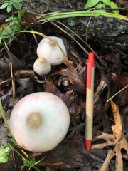 Agaricus leptocaulis