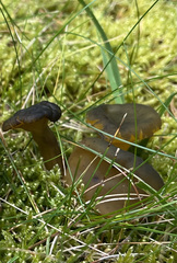 Lyophyllum decastes