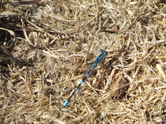 Enallagma carunculatum